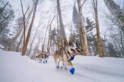 Sled dogs running in snow